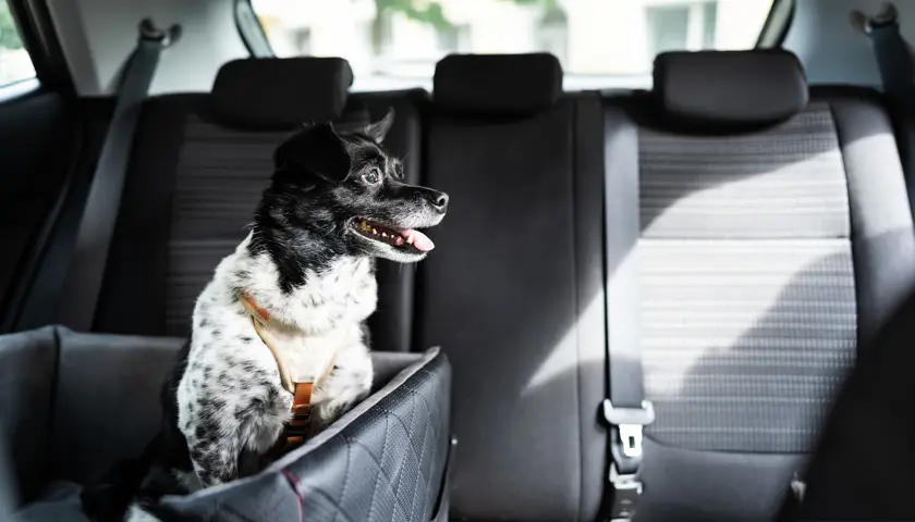 Un chien noir et blanc assis dans un siège auto pour chien à l'arrière d'une voiture.